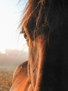 Equipment-Cavalier-Pays-de-Gex-Cap-Horse