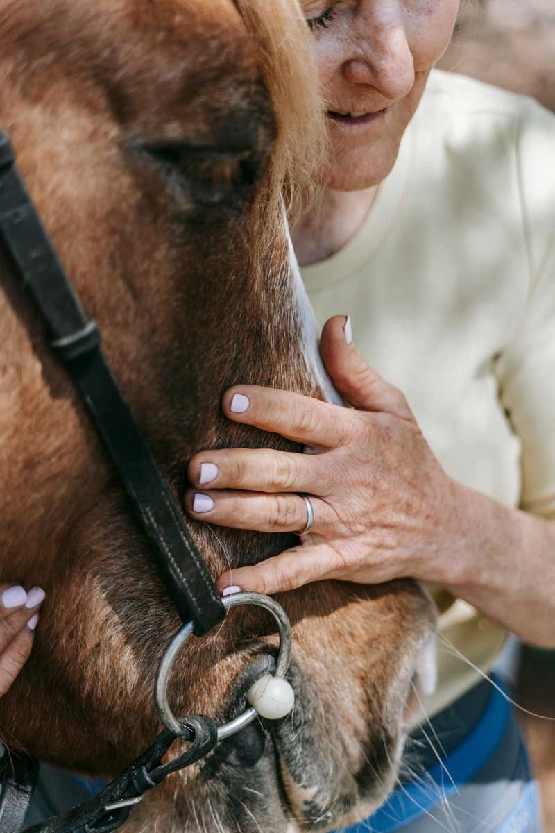Moment of complicity between a rider and his horse - caresses on the chamfer at Cap Horse Ornex