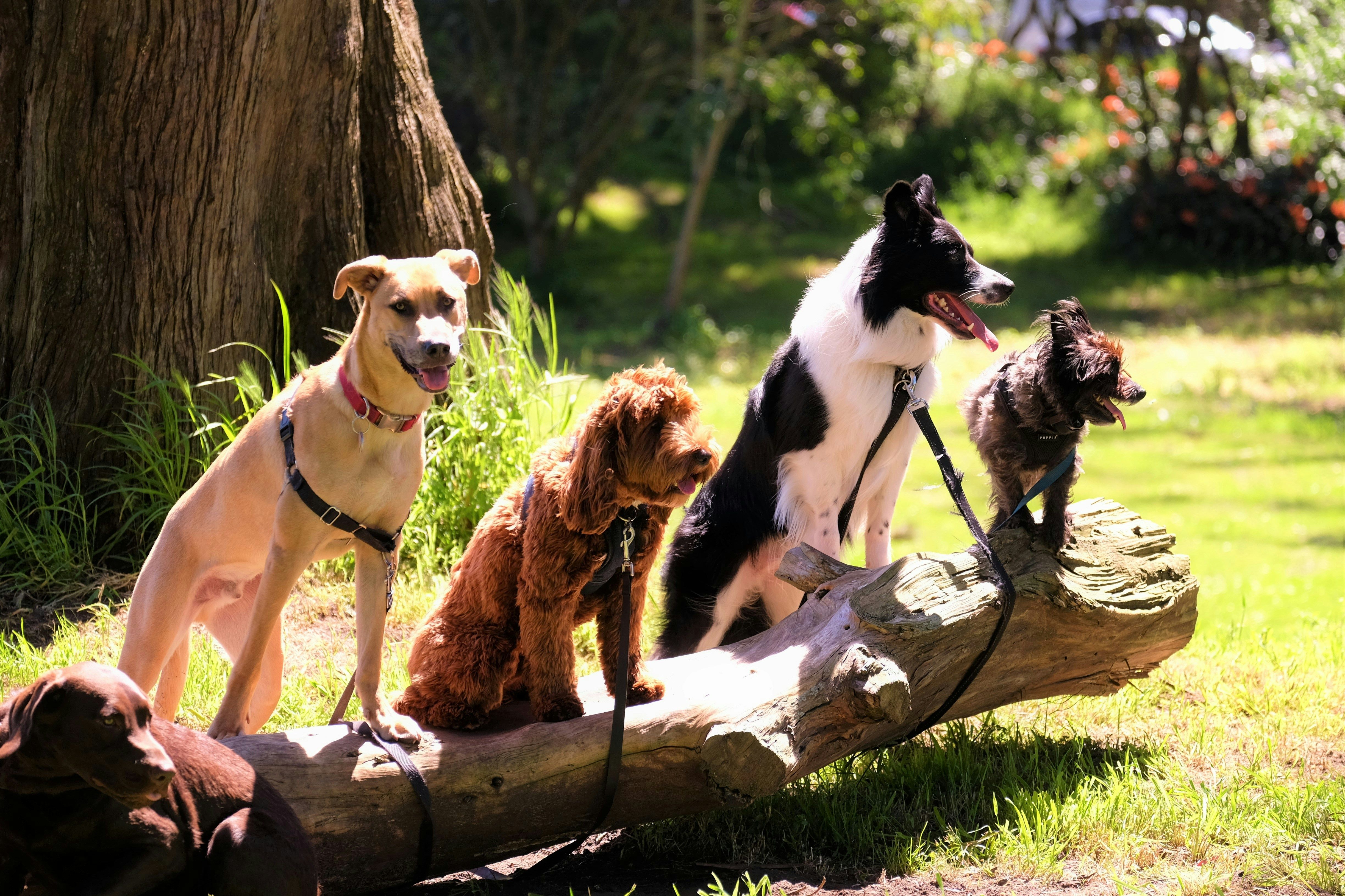 Five dogs of different breeds sitting on a stump in a sunny park - accessories for CAP Horse in Ornex dogs