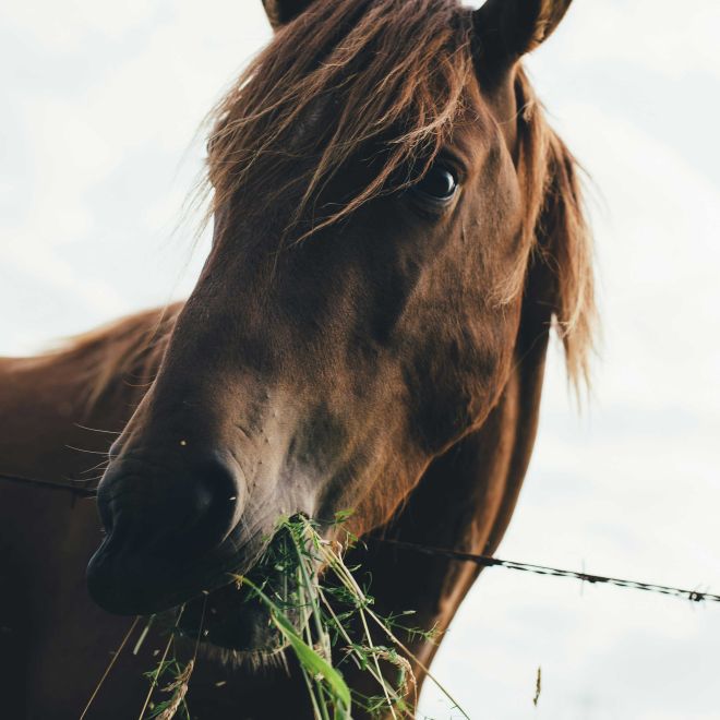 Brown horse eating grass in a ornex field, Pays de Gex